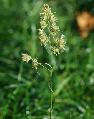 Dactylis glomerata - Image of an specimen - Plantarium