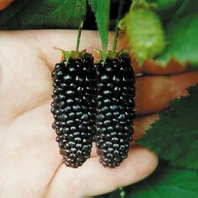 Rubus fruticosus 'Karaka Black', Ежевика 'Карака Блэк'| landshaft.info