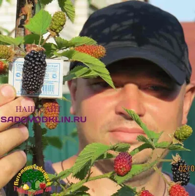 Ежевика Карака Блэк F1 - фото урожая, цены, отзывы и особенности выращивания