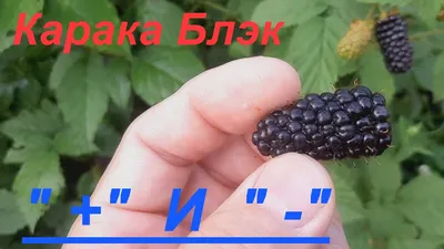 Ежевика Карака Блэк - НОВЫЙ крупноплодный ранний сорт ежевики - Агро Сад