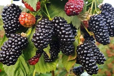 Ежевика: польза и вред лесной ягоды | 7Дней.ru