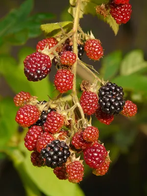 Ежевика Бестберри (Rubus Bestberry) Р9 — Питомник Летний сад