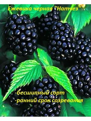 Саженцы Ежевика Натчез/ЦКор : купить по низкой цене в интернет-магазине  Komfort в Алматы, Нур-Султане, Казахстане