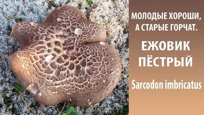 Ежовик пёстрый (Sarcodon imbricatus) - грибы России