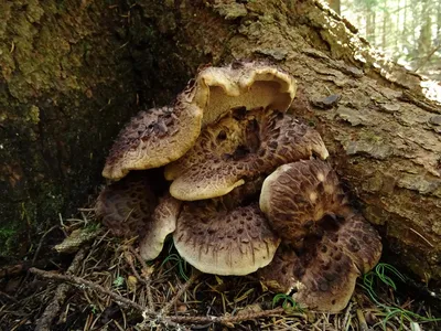 ЕЖОВИК ПЁСТРЫЙ (SARCODON IMBRICATUS) — Teletype