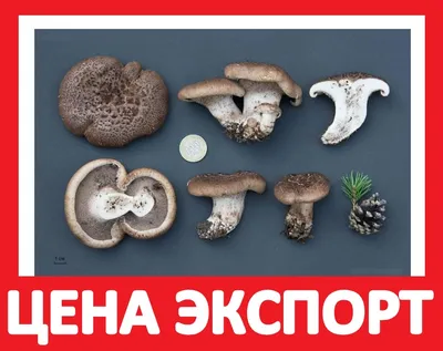 Продам ежовик Пестрый, купить ежовик Пестрый, Москва — Agro-Russia