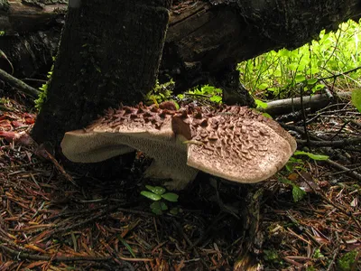 Ежовик пёстрый, черепитчатый (Sarcodon imbricatus) описание фото