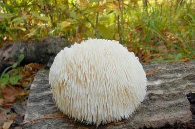 Ежовик пёстрый (Sarcodon imbricatus) фотографии, видео и истории