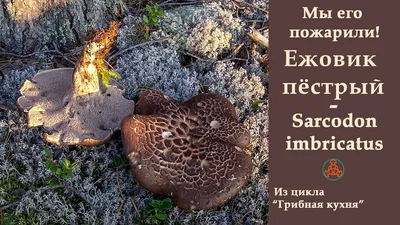 Ежовик пёстрый - Sarcodon imbricatus - Грибы Уломы Железной