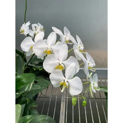 Орхидея Phal. Amabilis Saba - купить, доставка Украина