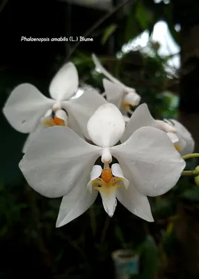 Phalaenopsis amabilis subsp. rosenstromii (F.M.Bailey) Christenson | Plants  of the World Online | Kew Science
