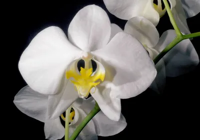 File:Phalaenopsis amabilis var. aurea Orchi 2645.jpg - Wikimedia Commons