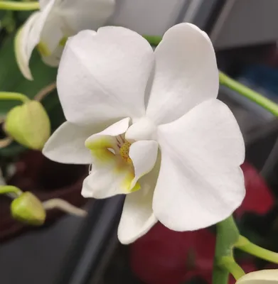 Орхидея Phalaenopsis amabilis, multiflora (отцвел)