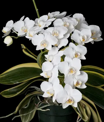 Orchid Phalaenopsis amabilis (Variegata) – Floraria Secret Garden (SG)