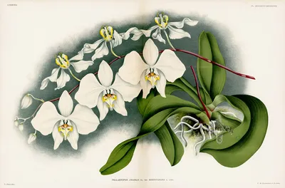Phalaenopsis amabilis from Linden Orchid Double Folio prints
