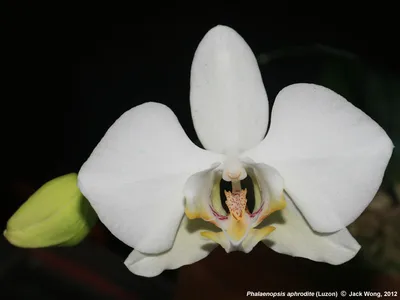 Phalaenopsis aphrodite