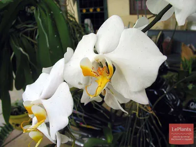 Ah Tan Flora - Phalaenopsis amabilis from Palawan. The... | Facebook