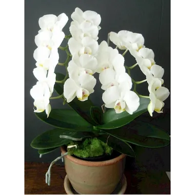 Купить орхидею Фаленопсис Амабилис (Amabilis) с доставкой по Украине.