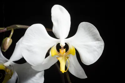 Фаленопсис Амабилис (Phalaenopsis amabilis) — описание, выращивание, фото |  на LePlants.ru