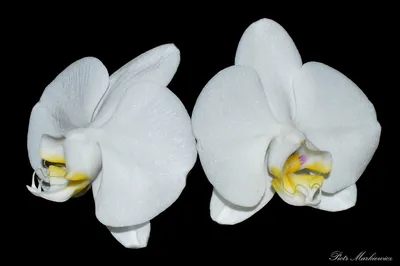 Photos of Moth Orchid (Phalaenopsis amabilis) · iNaturalist