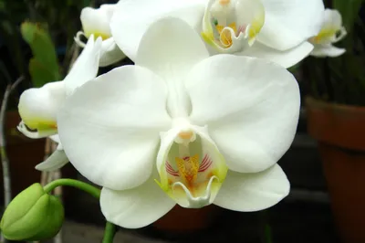 Phalaenopsis amabilis subsp. amabilis | Plants of the World Online | Kew  Science