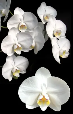 Orchids of New Guinea