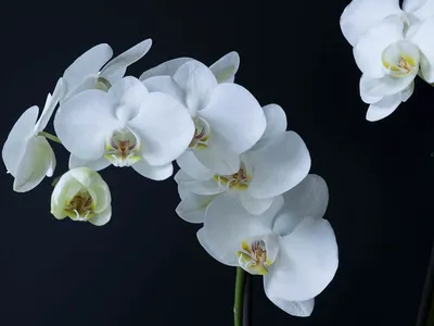Phalaenopsis amabilis (Moth Orchid) - World of Flowering Plants