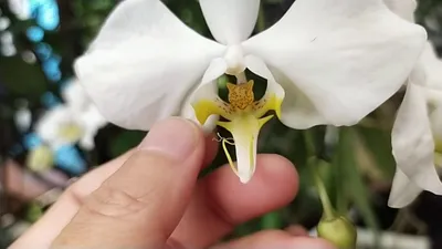 Уход за орхидеей Phalaenopsis amabilis