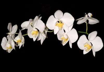 Phalaenopsis amabilis (L.) Blume, Moth orchid (World flora) - Pl@ntNet  identify