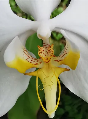 Phalaenopsis amabilis (L.) Blume