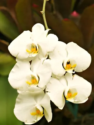 Phal. Amabilis inner variegated / Орхидеи
