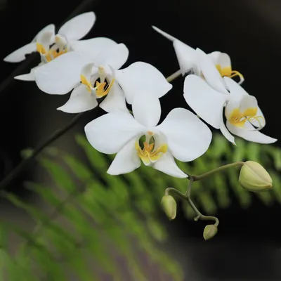 Фаленопсис приятный (Phalaenopsis amabilis) - PictureThis