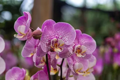 Phalaenopsis amabilis var grandiflora Sabah - Chiauw's Orchids | Facebook
