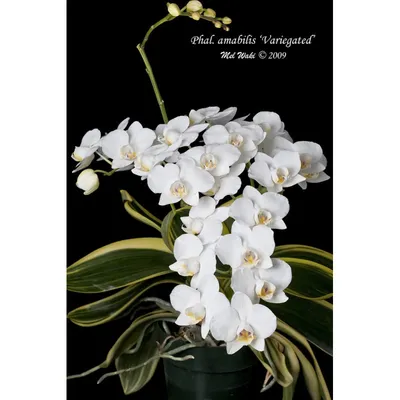 Phalaenopsis amabilis - YouTube