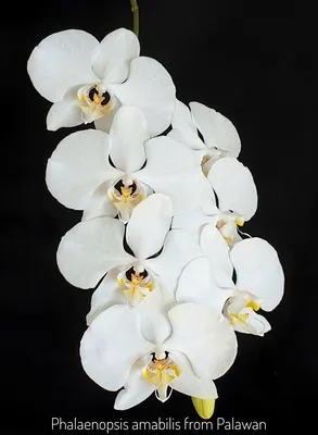 File:Phalaenopsis amabilis var. aurea Orchi 2646-1.jpg - Wikipedia
