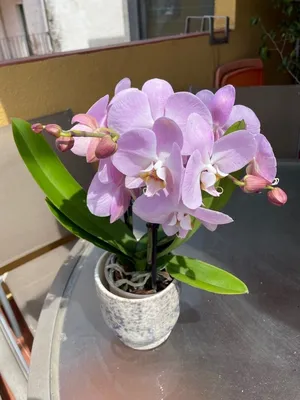 Phalaenopsis amabilis fragrant flowers. | Slippertalk Orchid Forum