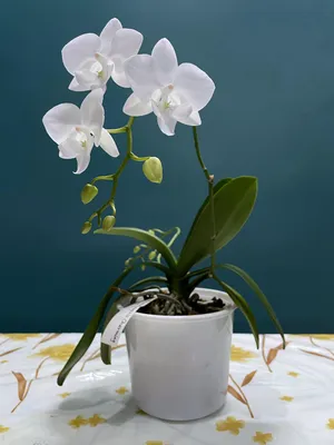 Уход за орхидеей Phalaenopsis amabilis