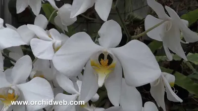 Орхидея Фаленопсис Амабилис Цветок - Бесплатное фото на Pixabay - Pixabay
