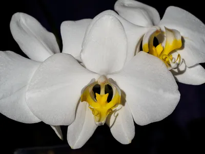 Phalaenopsis amabilis v. grandiflora from Pelaihari | Passiflora.ru -  Сервис коллективных заказов