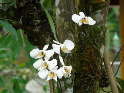 Необычные виды орхидей фаленопсис с фото | Все об орхидеях | Дзен