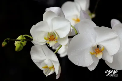 Phalaenopsis amabilis hi-res stock photography and images - Alamy