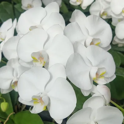 Phalaenopsis amabilis | Sky Bio-Orchids