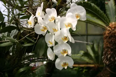 Moon Orchid or Phalaenopsis Amabilis. Orchids, Orchidaceae, are the largest  family of monocot plants. Indonesian Anggrek bulan on selective focus  19763620 Stock Photo at Vecteezy