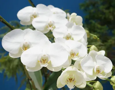 Phalaenopsis amabilis