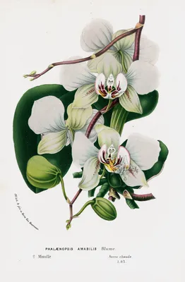 Phalaenopsis amabilis - Страница 18 - Некоммерческая ассоциация любителей  орхидей