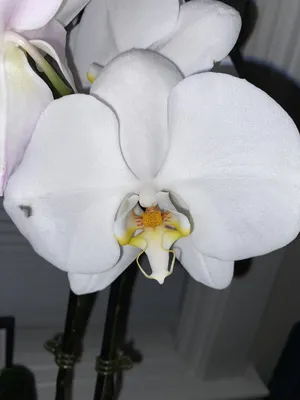 Observation: Phalaenopsis amabilis (L.) Blume (Salichs Aïna 28 крас 2023  г.) World flora - Pl@ntNet identify