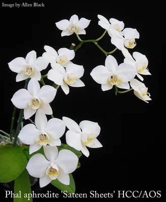 Phalaenopsis Charming Snow (Phalaenopsis amabilis) [OC] : r/BotanicalPorn