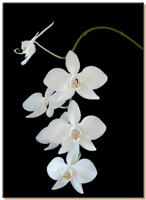 Phal. amabilis var. grandiflora ('Winter Sunset' x 'Snow Flake' and  Reciprocal) - OrchidWeb
