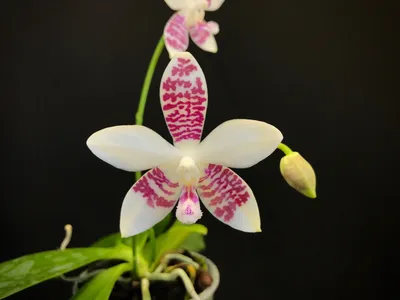 Photos of Moth Orchid (Phalaenopsis amabilis) · iNaturalist