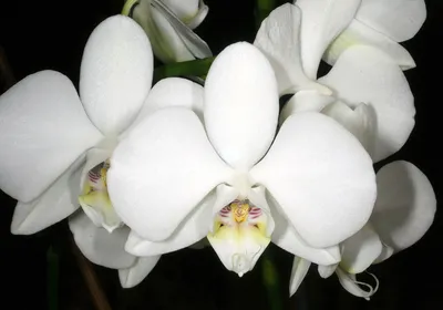Phalaenopsis amabilis - Wikipedia